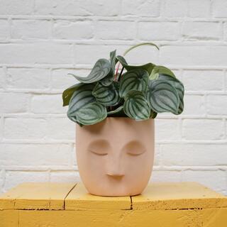 Ca. 480x Design plantenpotten, Plant Potheads, Plant pot, 2023